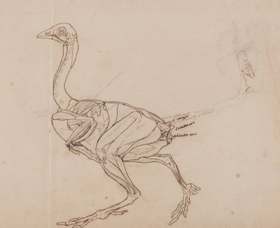 Vergelijkende anatomische expositie van de structuur van het menselijk lichaam met die van een tijger en een koe door George Stubbs